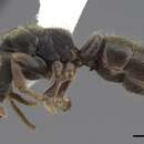 Image of Pseudoponera gilloglyi