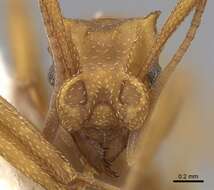 Image of Cyphomyrmex cornutus Kempf 1968