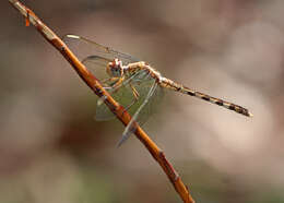 Слика од Erythrodiplax umbrata (Linnaeus 1758)