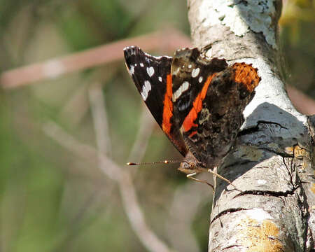 Image of Red Admiral