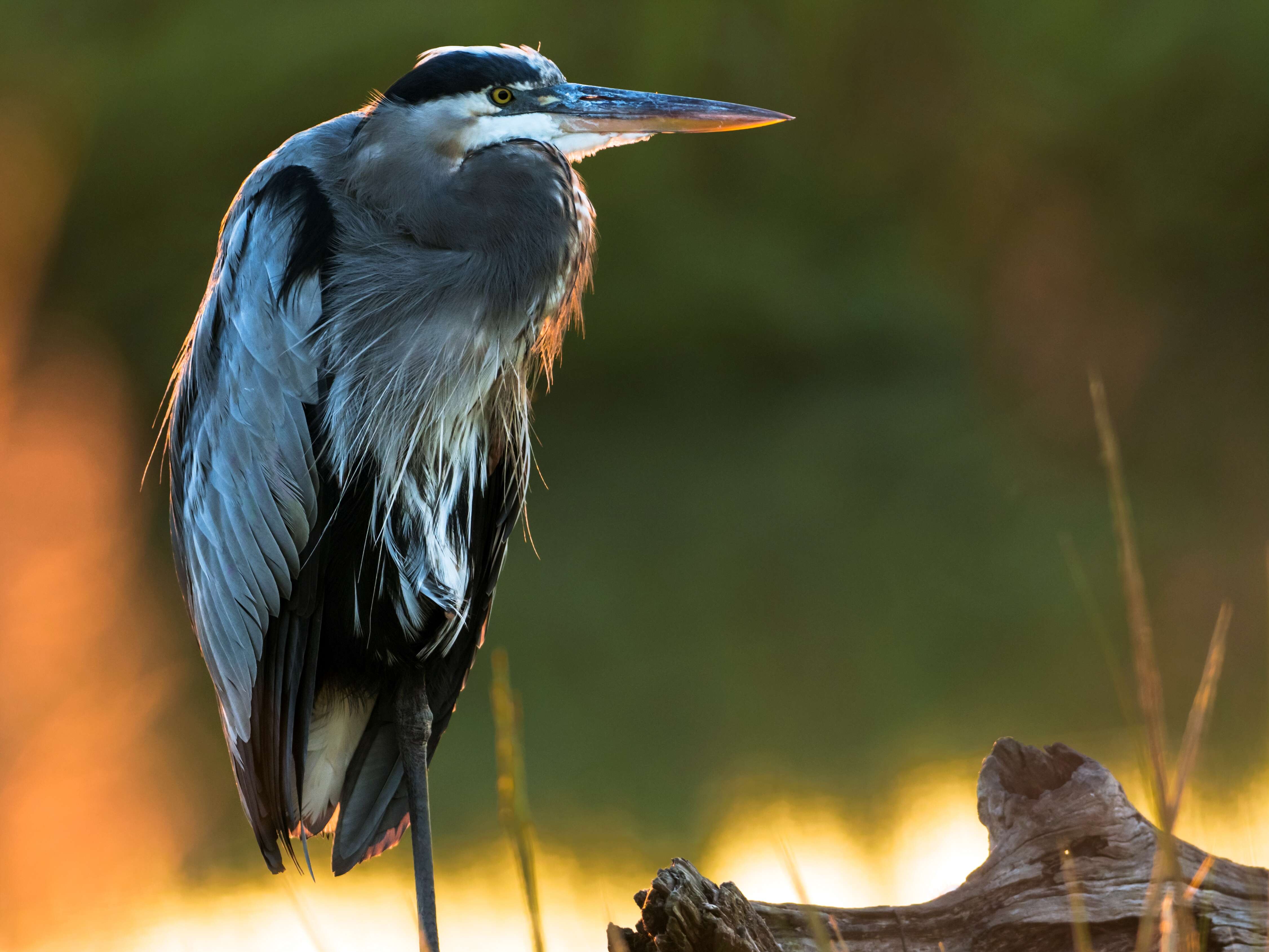 Image of Great Blue Heron