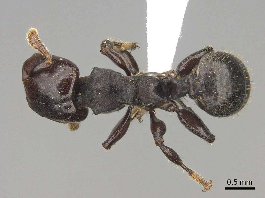 Image of Atopomyrmex