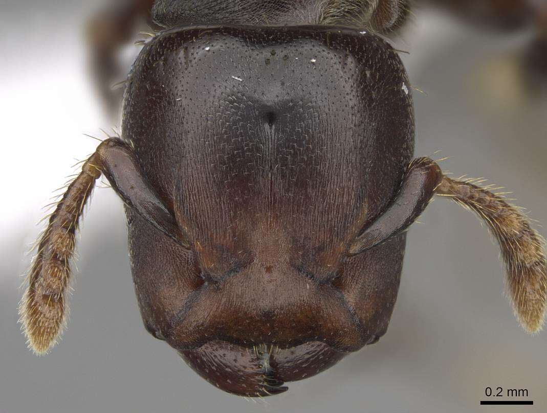 Image of Atopomyrmex