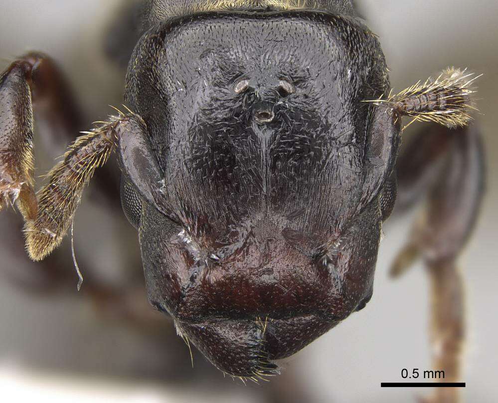 Image of Atopomyrmex