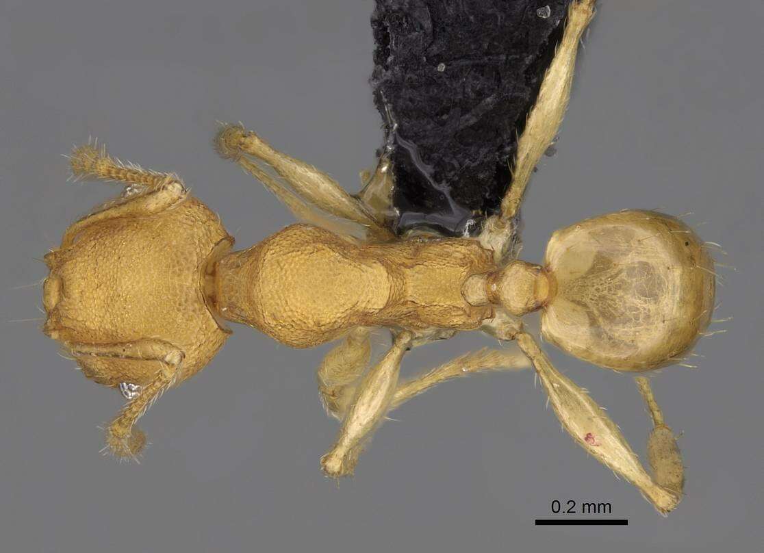 Pheidole bemarivoensis resmi