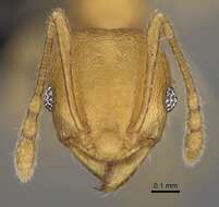 Pheidole bemarivoensis resmi