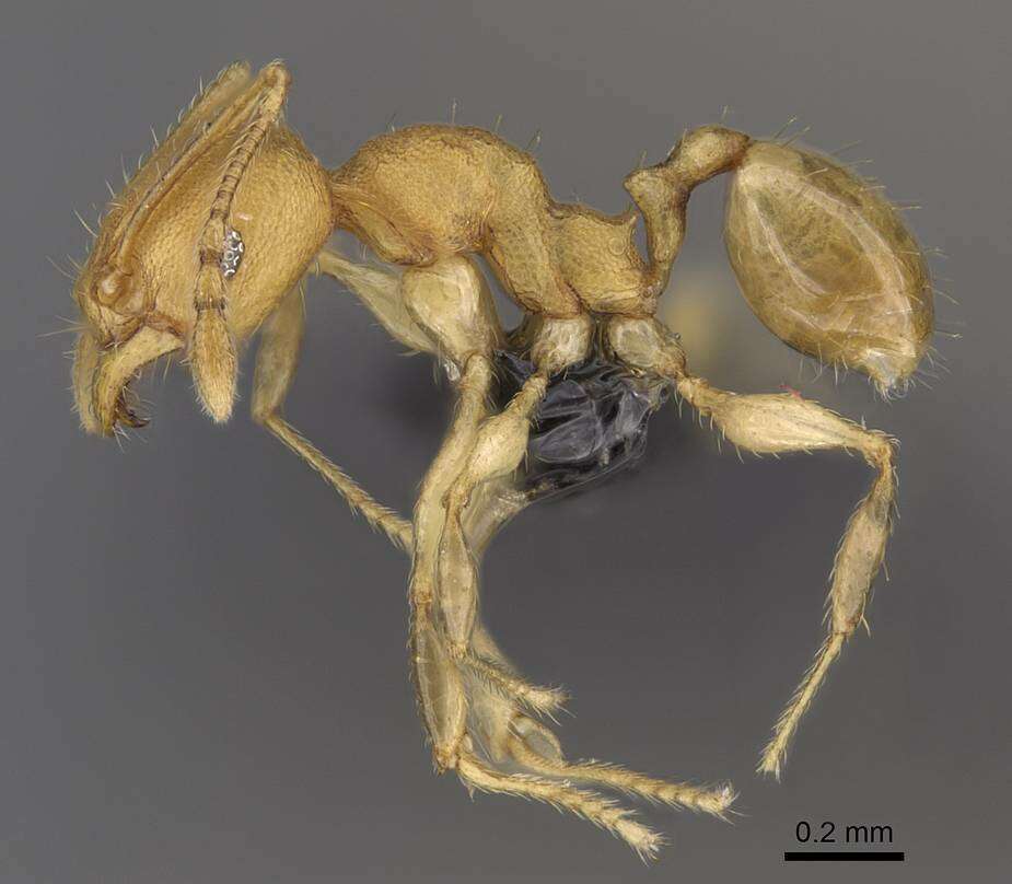 Pheidole bemarivoensis resmi