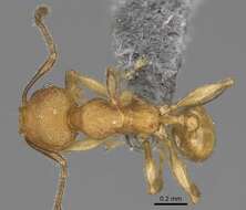 Pheidole bemarivoensis resmi