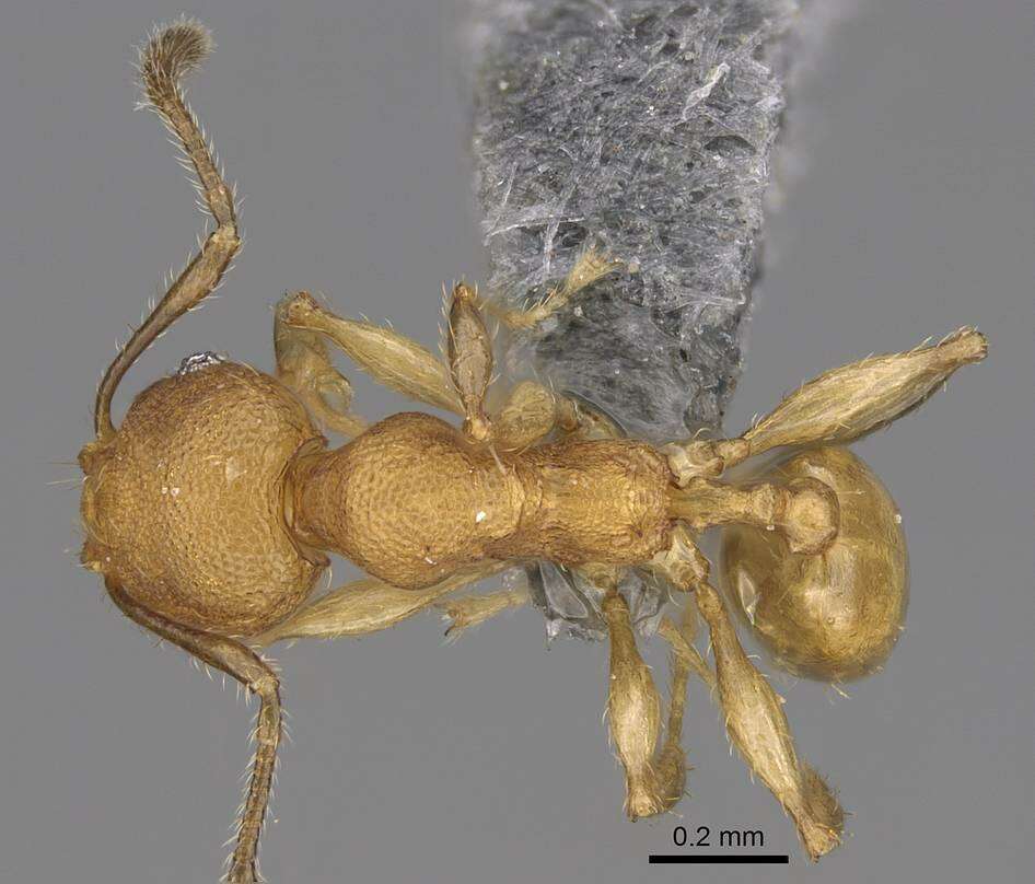 Pheidole bemarivoensis resmi