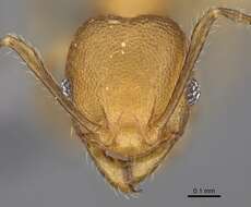 Pheidole bemarivoensis resmi