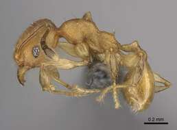 Pheidole bemarivoensis resmi