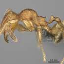 Image of Pheidole navoatrensis