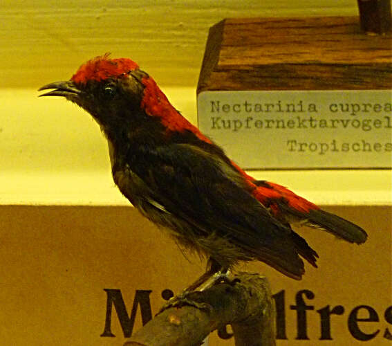 Image of Scarlet-backed Flowerpecker