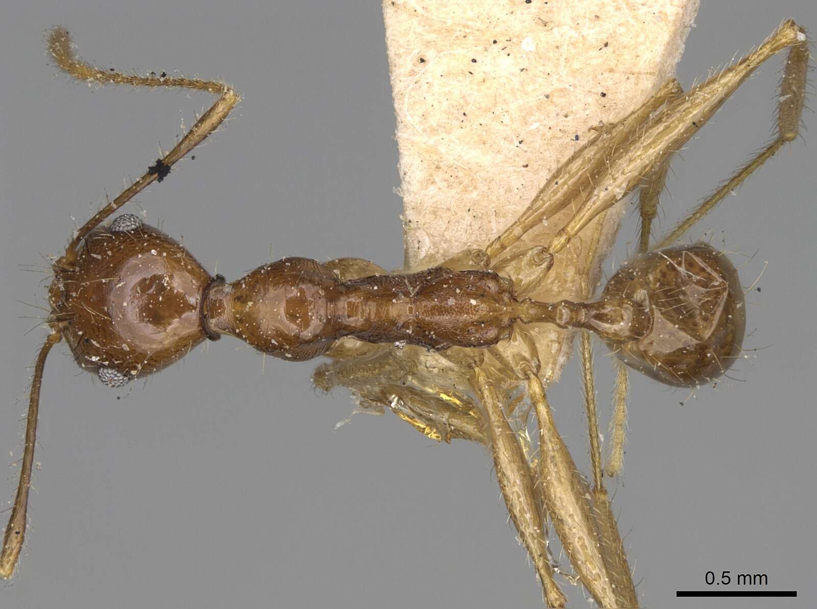 Image of Pheidole bessonii Forel 1891