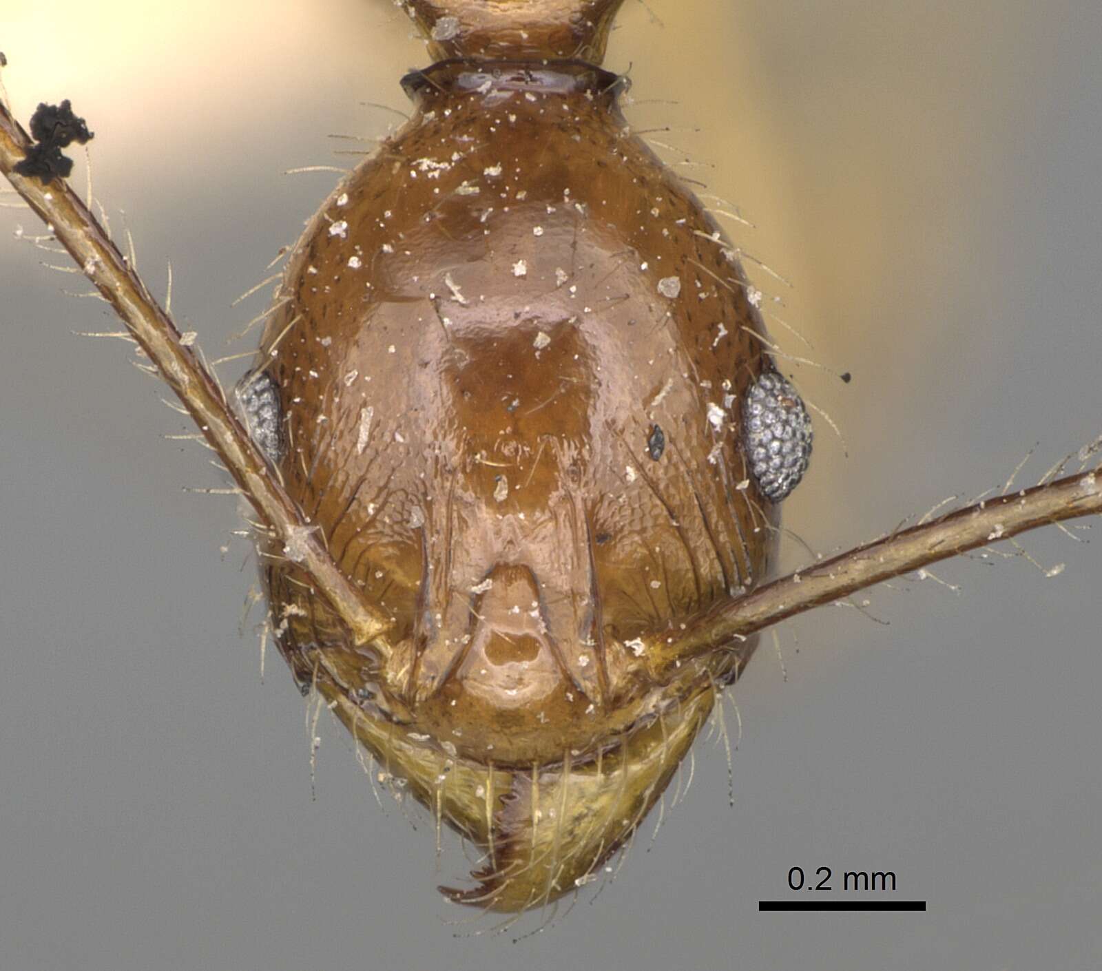 Image of Pheidole bessonii Forel 1891