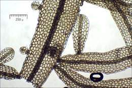 Image of Metzgeria furcata (L.) Corda