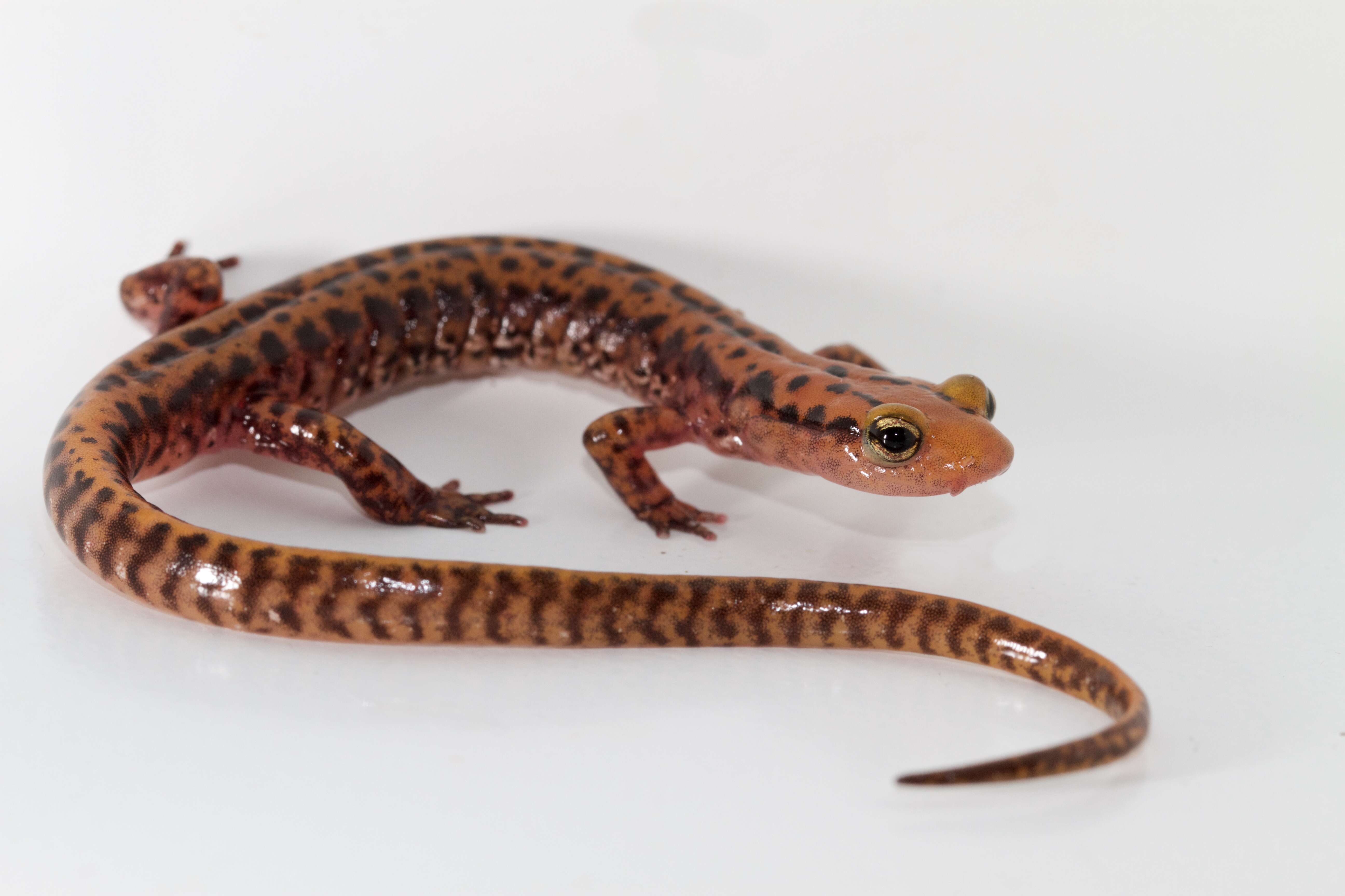 Image of Longtail Salamander