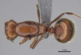 Image of Red imported fire ant