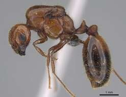 Image of Red imported fire ant