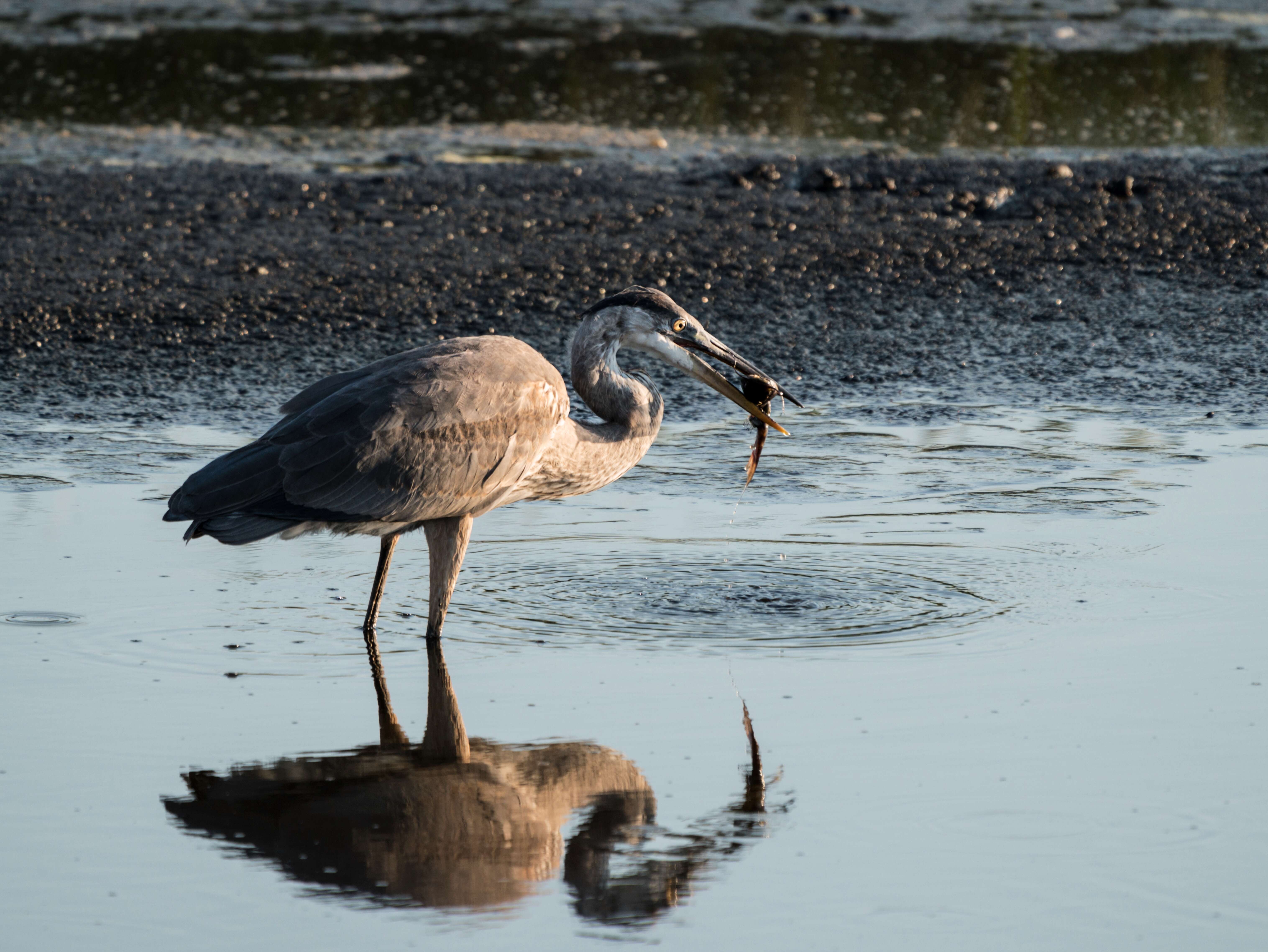 Image of Great Blue Heron