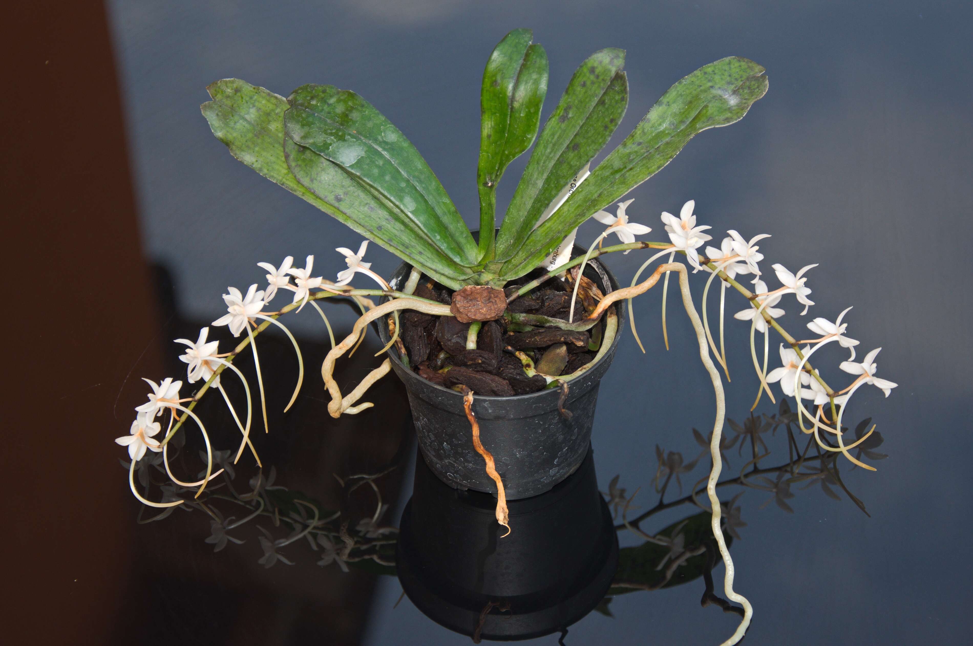 Aerangis mystacidii (Rchb. fil.) Schltr.的圖片