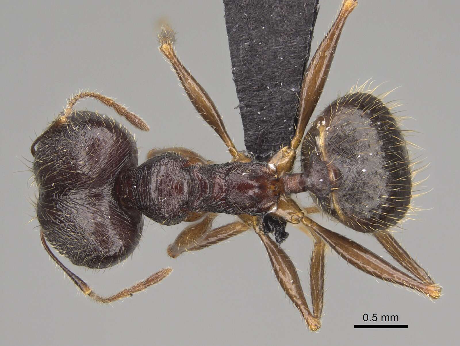 Image of Pheidole bessonii Forel 1891