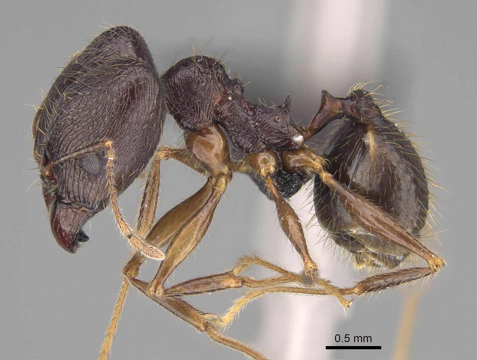 Image of Pheidole bessonii Forel 1891