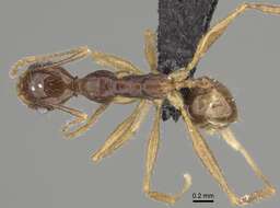 Image of Pheidole bessonii Forel 1891