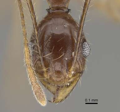 Image of Pheidole bessonii Forel 1891