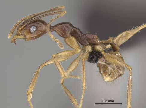 Image of Pheidole bessonii Forel 1891