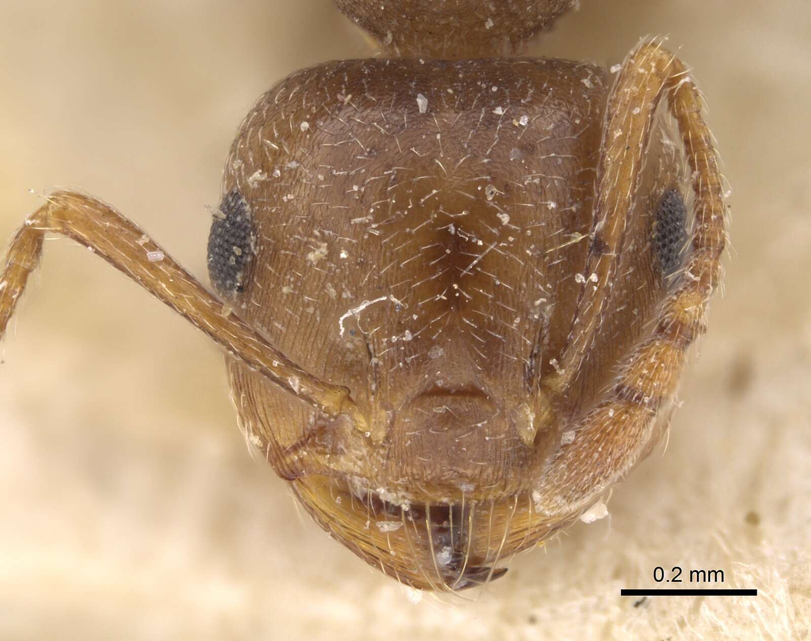 Image of Crematogaster punctulata Emery 1895