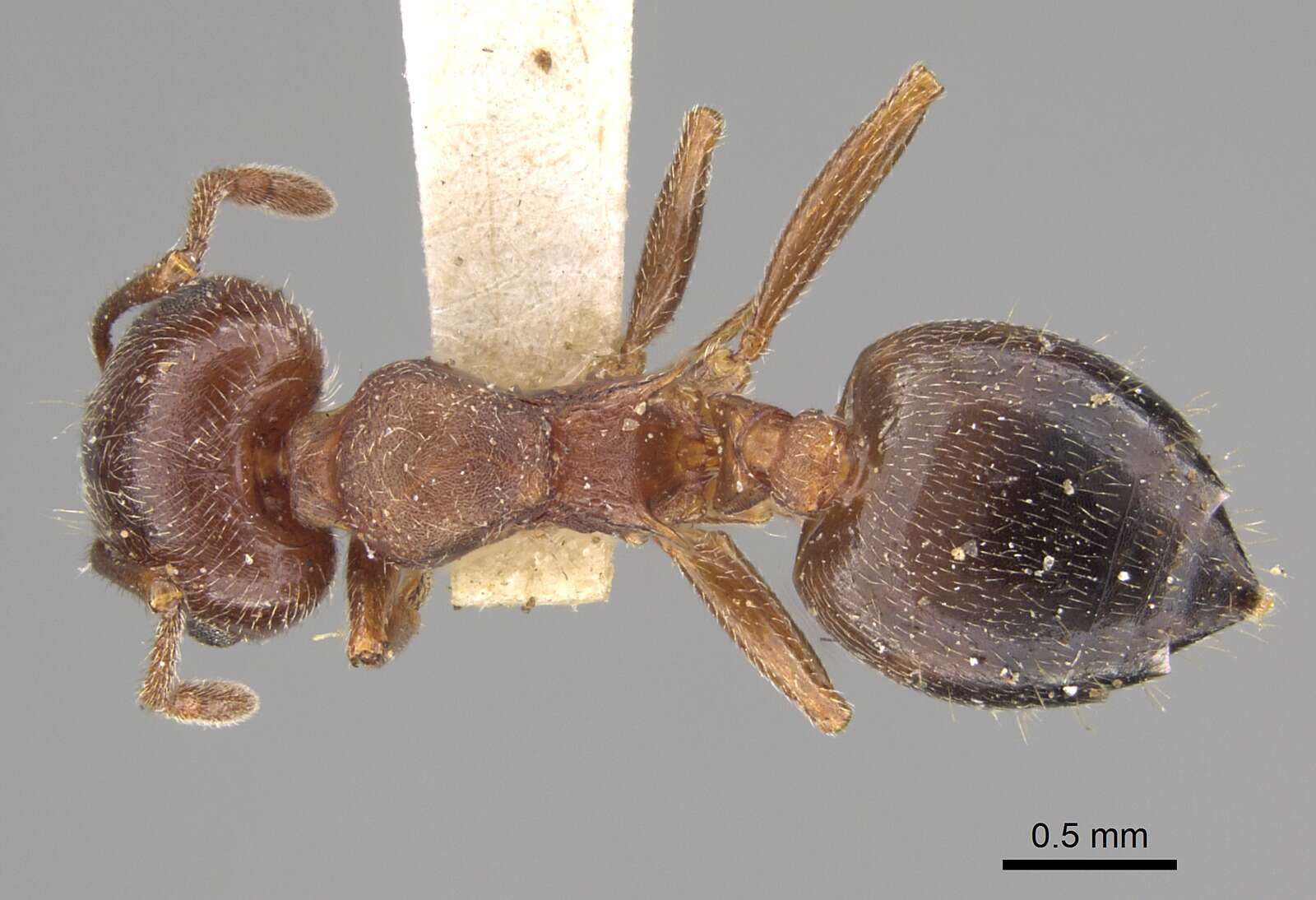 Image of Crematogaster coarctata Mayr 1870