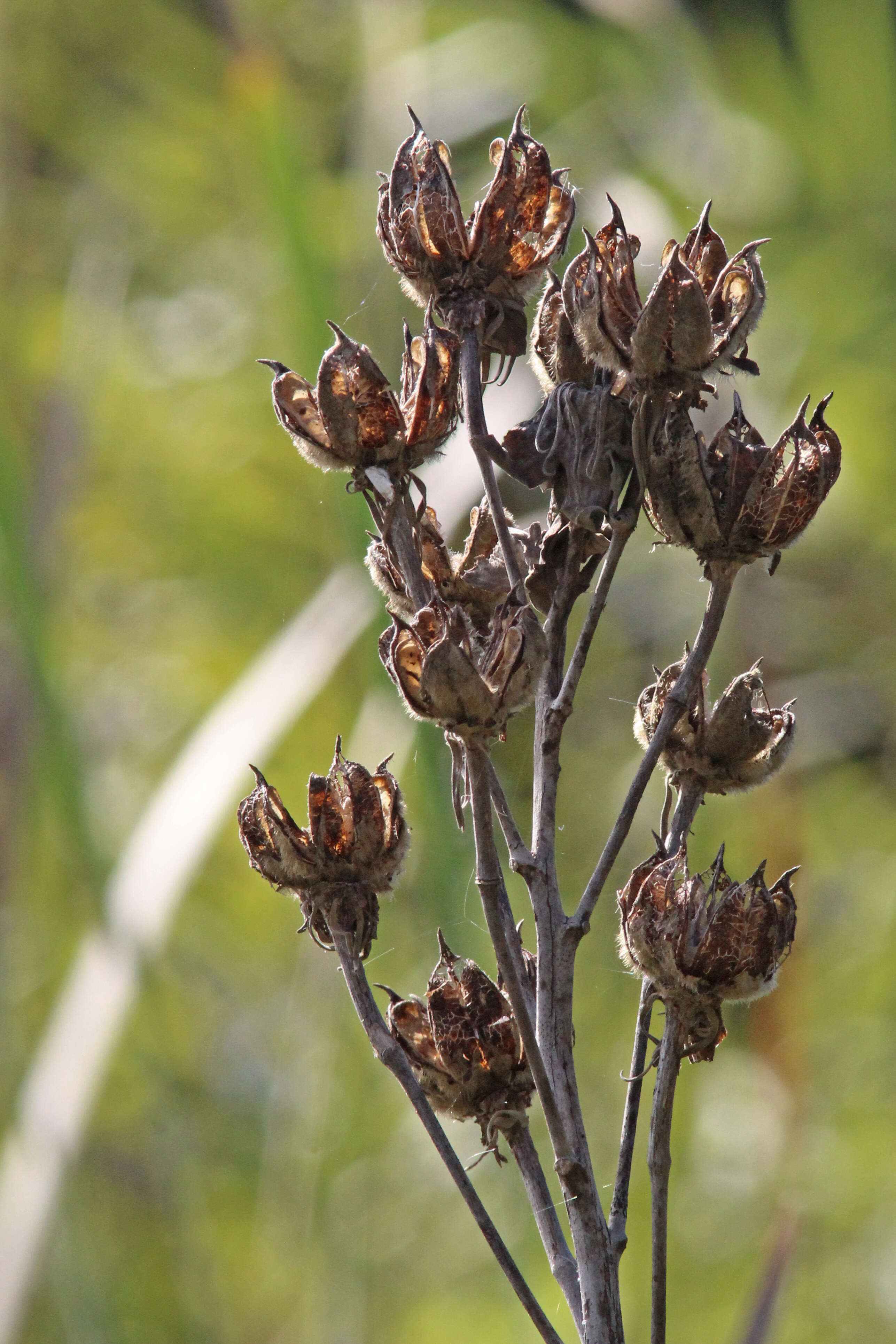 Image of swamp rosemallow