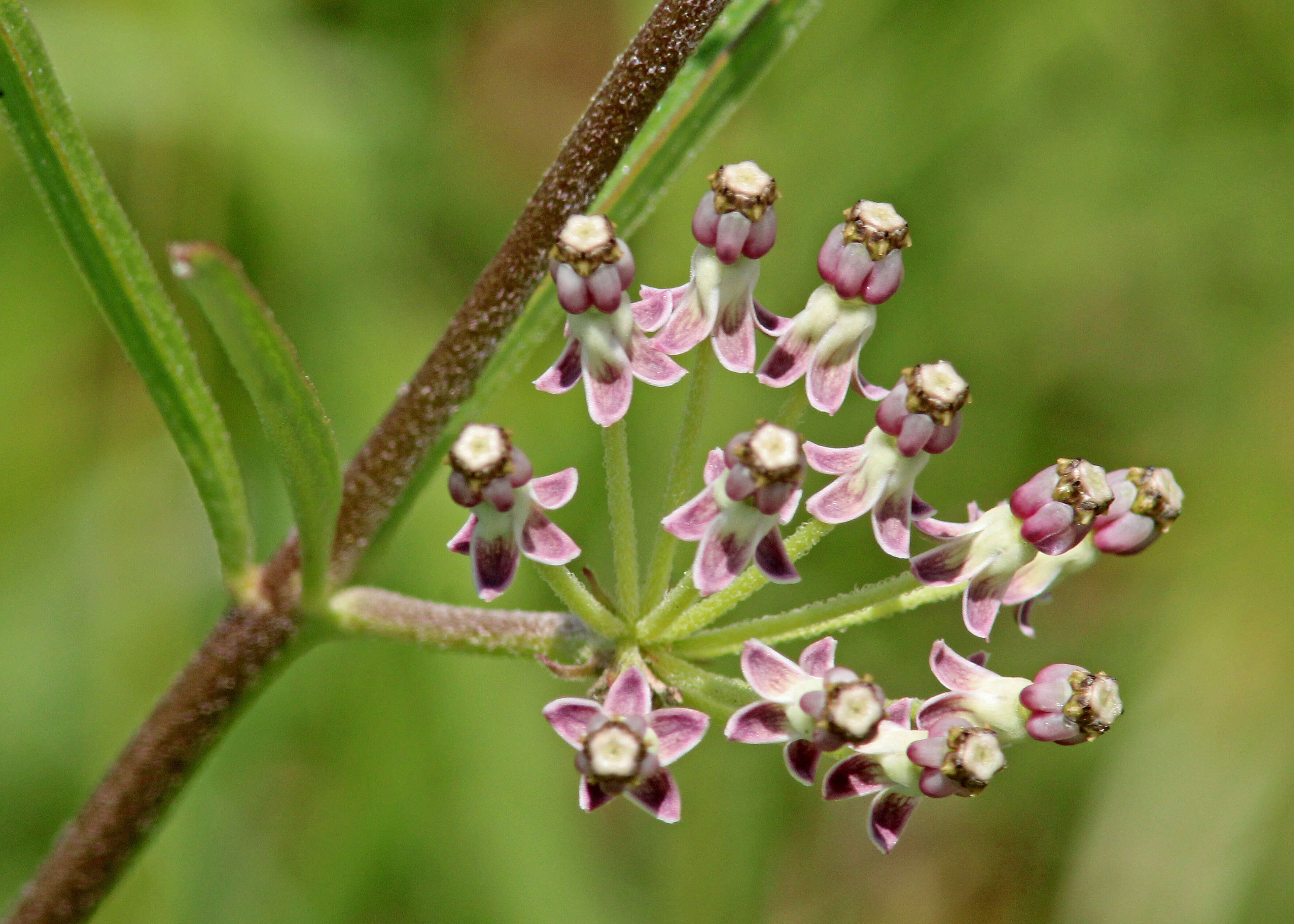 Imagem de Asclepias longifolia Michx.