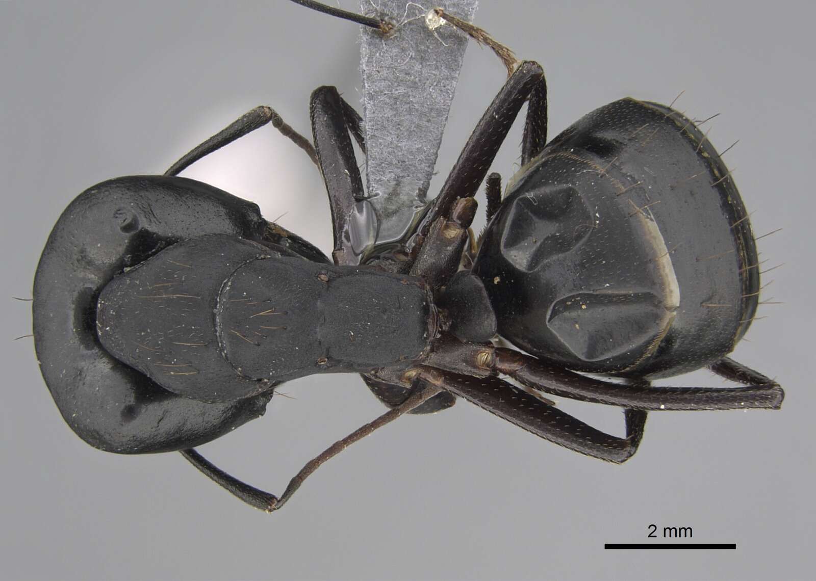 Image of Camponotus compressus (Fabricius 1787)