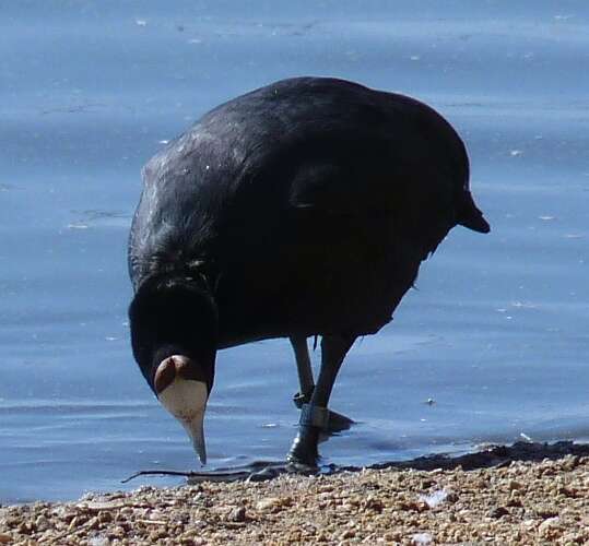 Image of Crested Coot