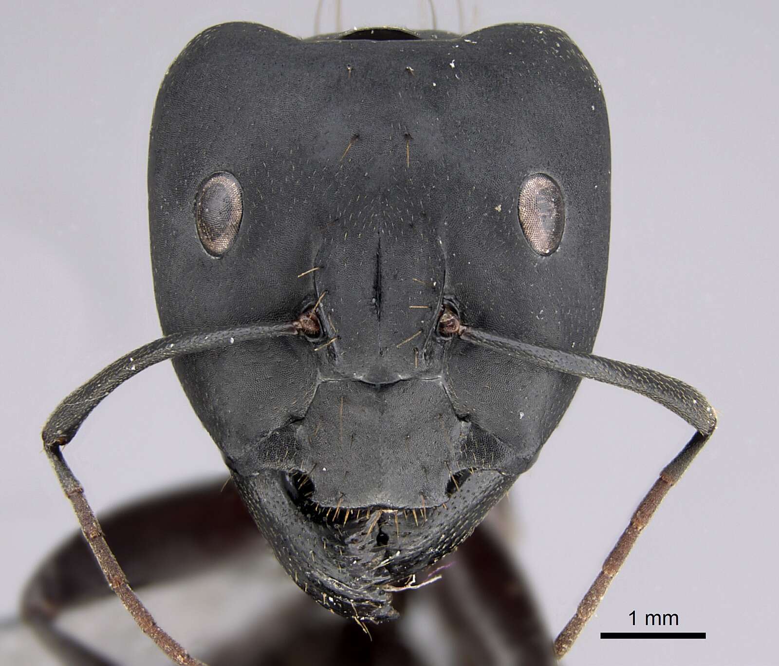 Image of Camponotus compressus (Fabricius 1787)