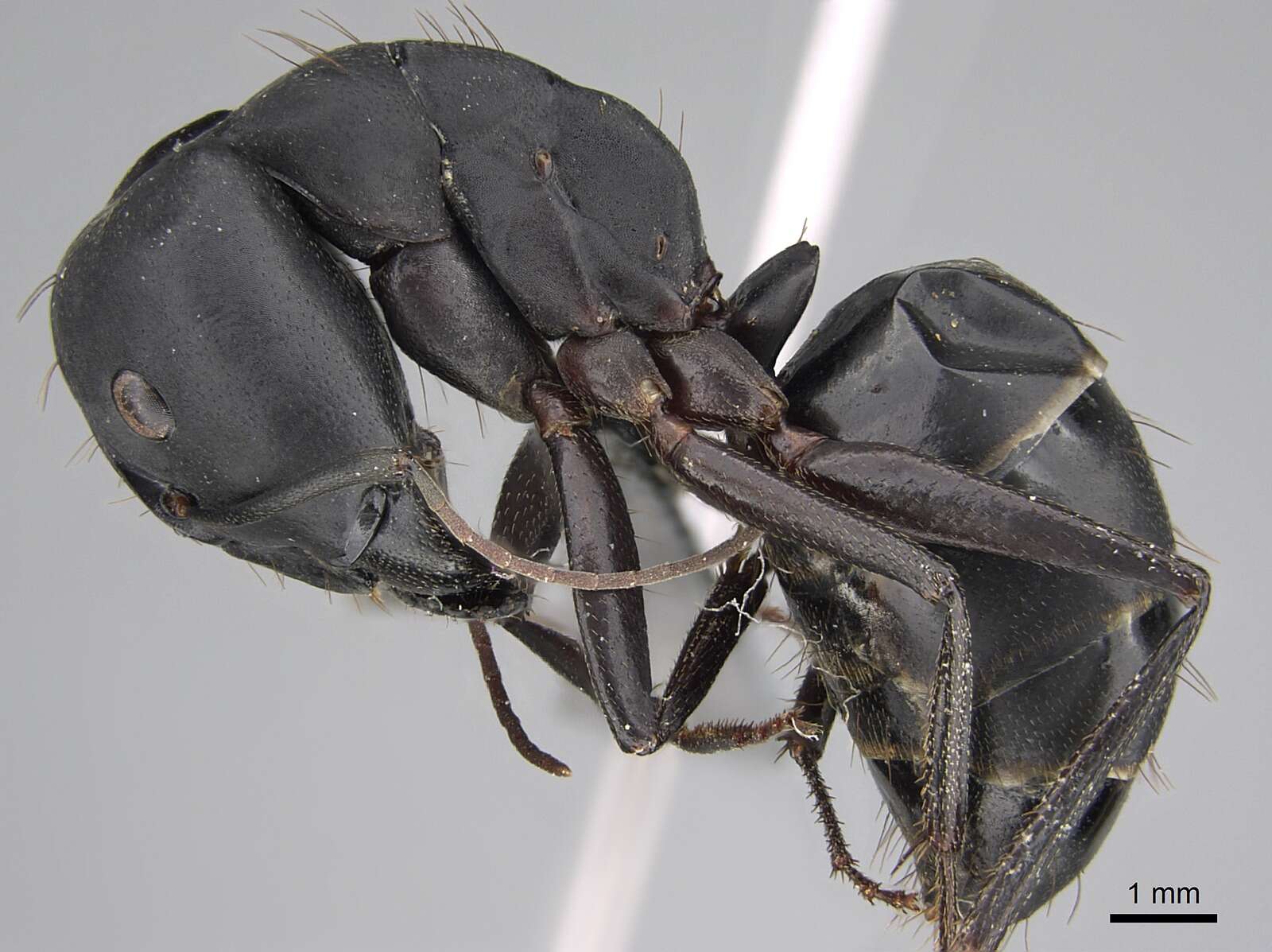 Image of Camponotus compressus (Fabricius 1787)