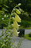 Imagem de Digitalis grandiflora Mill.