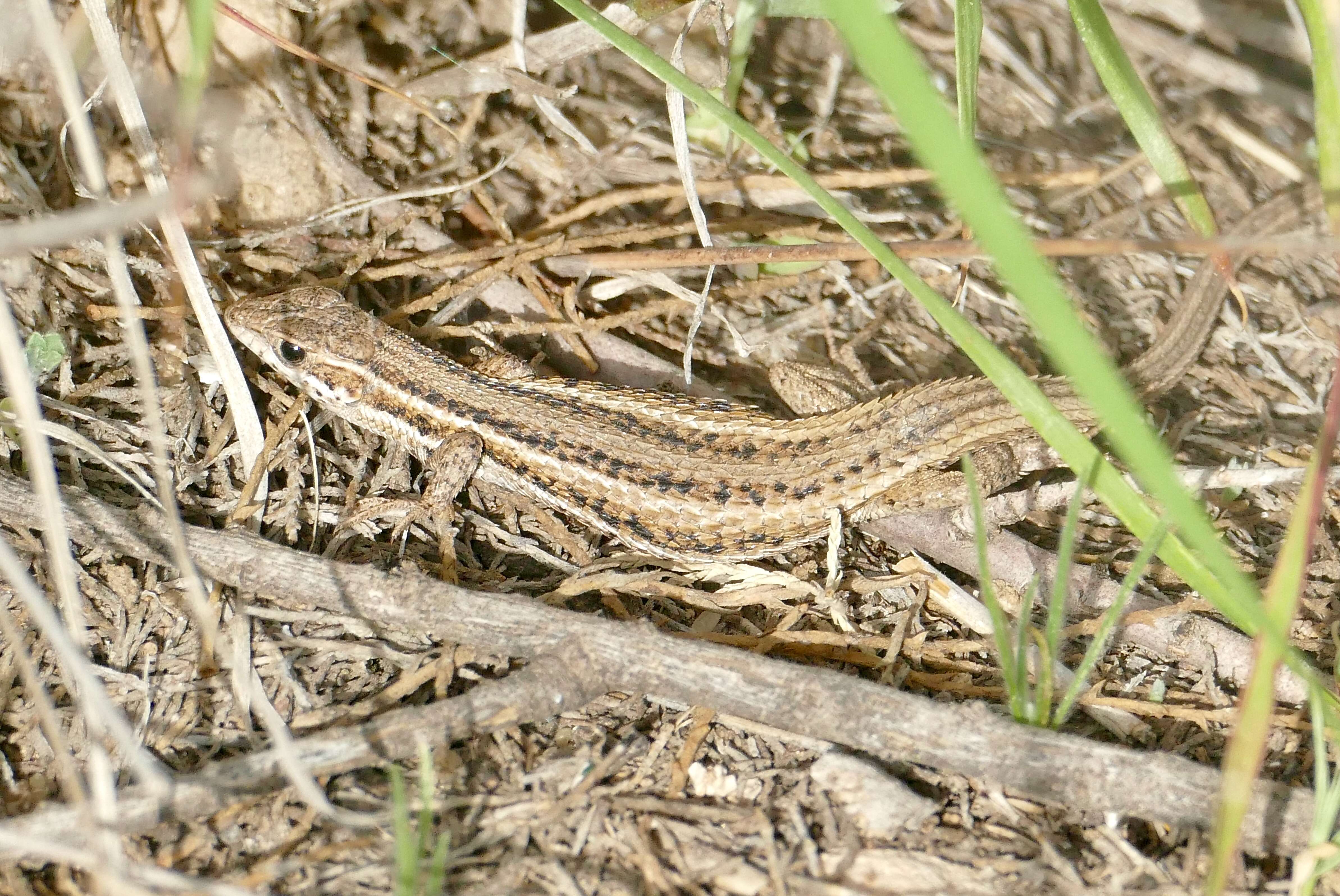 Sivun Ophisops occidentalis (Boulenger 1887) kuva