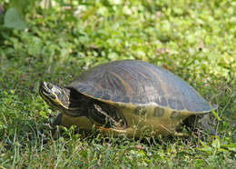 Image of Peninsula Cooter