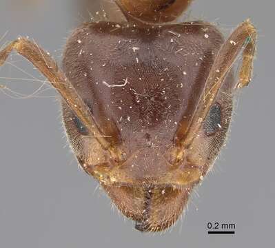 Image of Velvety Tree Ants