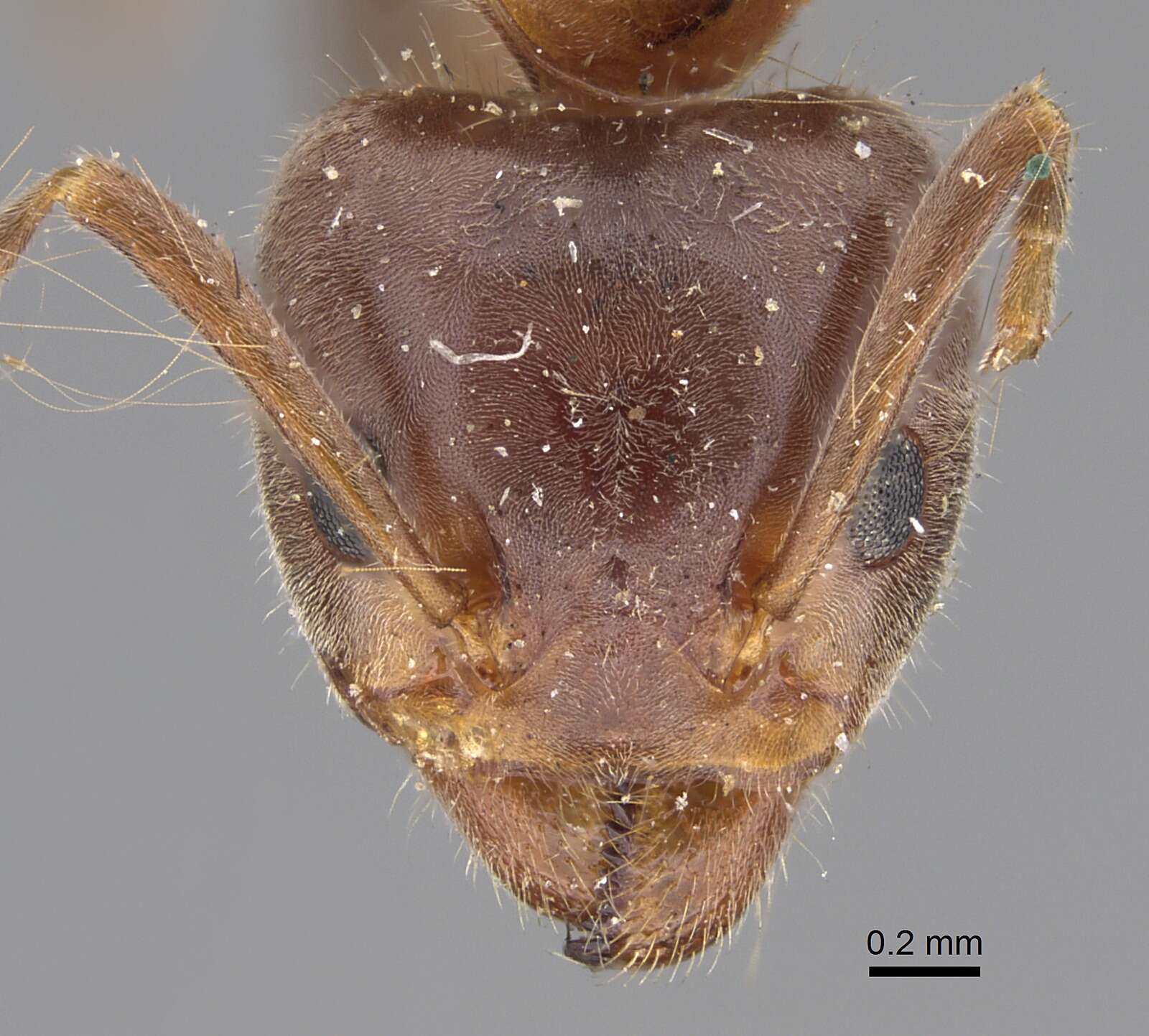 Image of Velvety Tree Ants