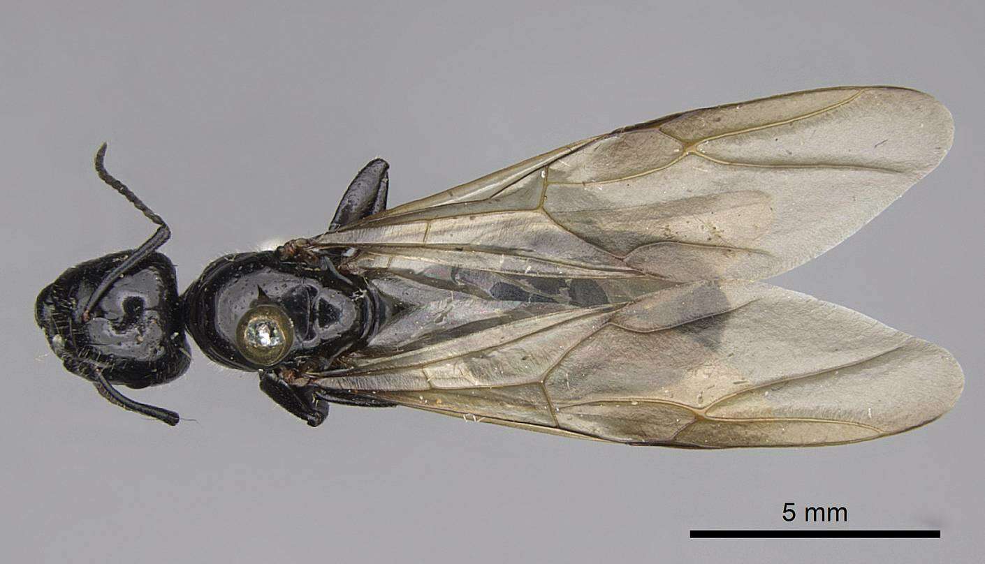 Image of Camponotus laevigatus (Smith 1858)