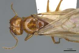 Image de Pheidole desertorum Wheeler 1906