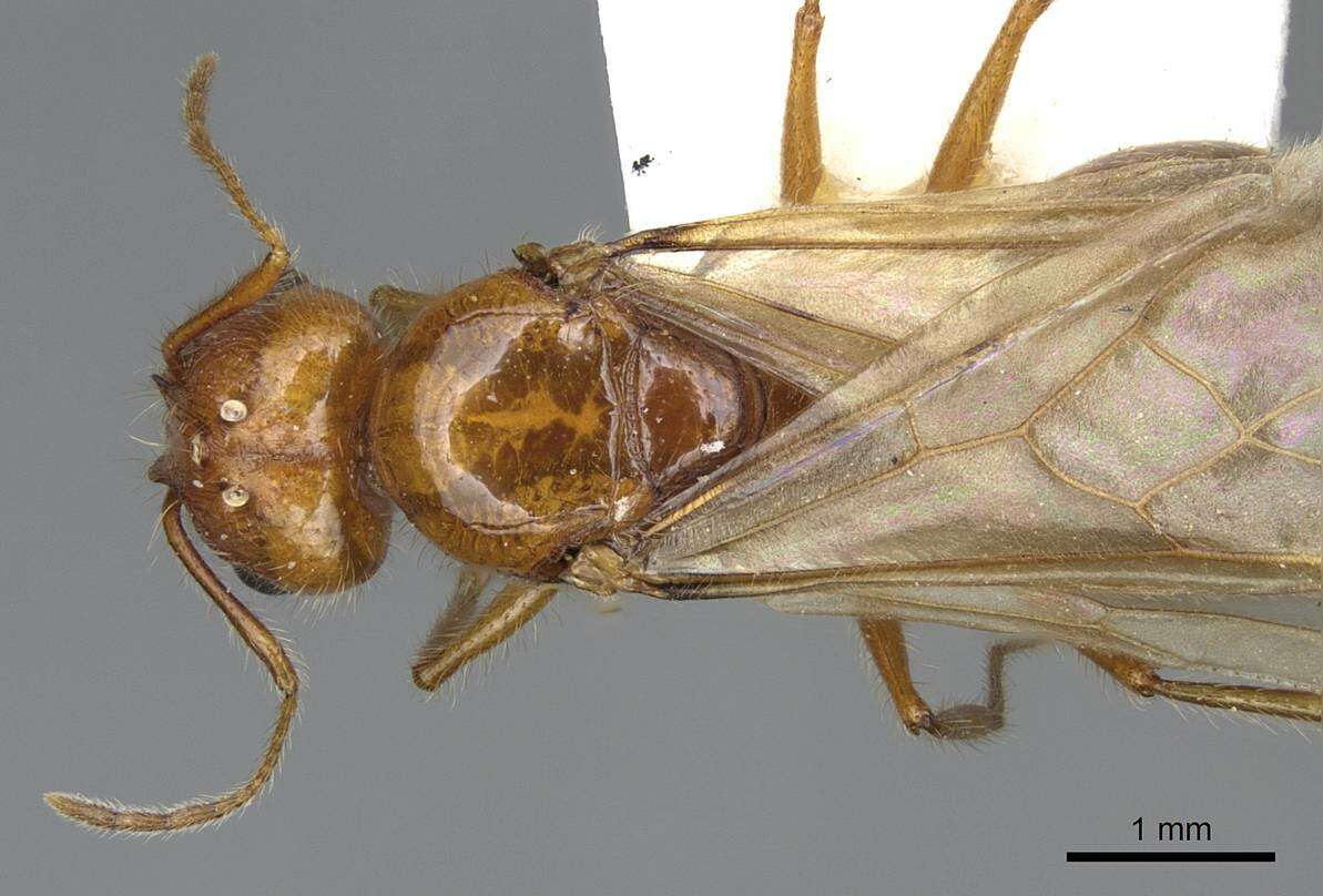 Imagem de Pheidole desertorum Wheeler 1906