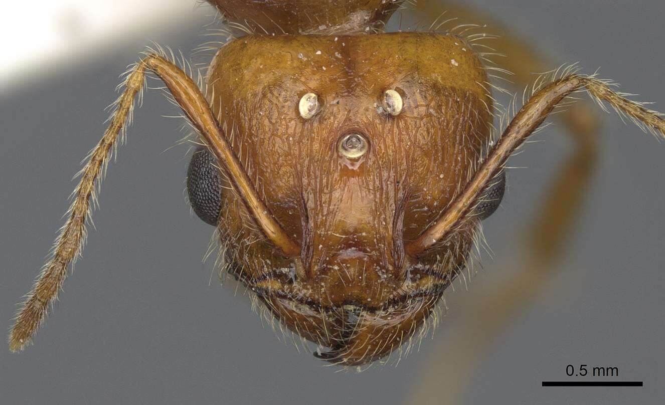 Imagem de Pheidole desertorum Wheeler 1906