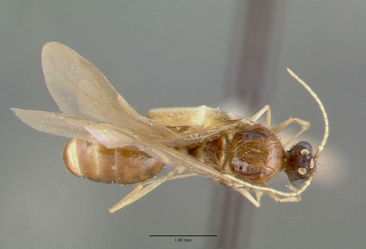 Image of Pheidole williamsi Wheeler 1919