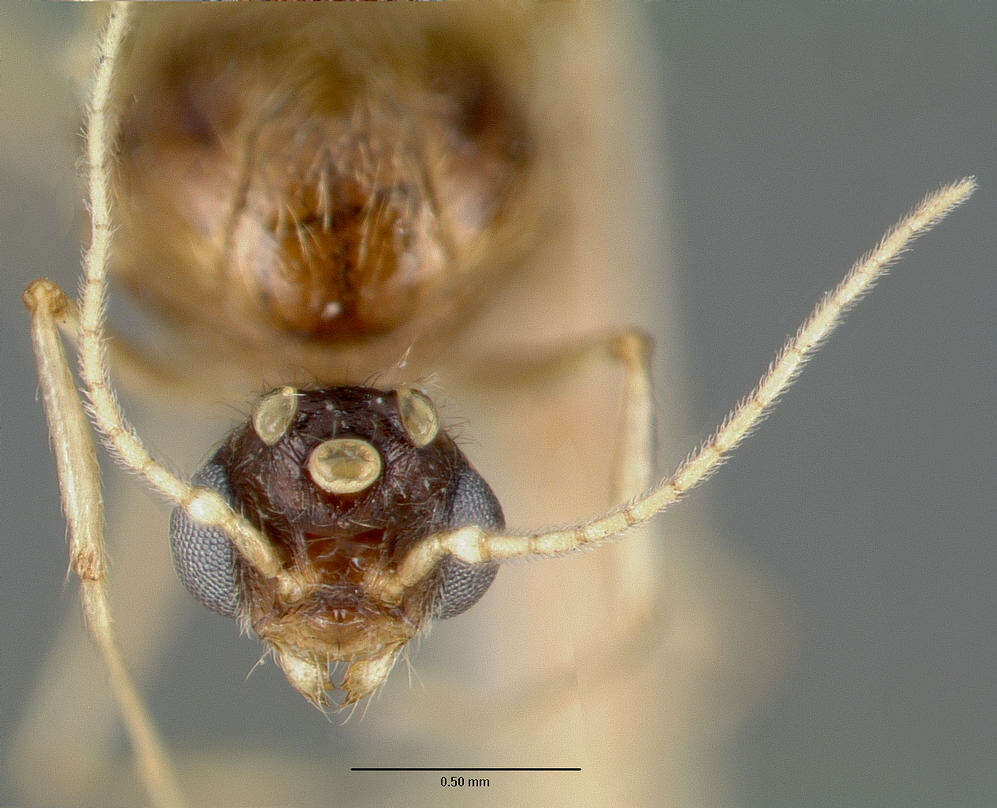 Image of Pheidole williamsi Wheeler 1919