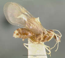 Image of Pheidole williamsi Wheeler 1919